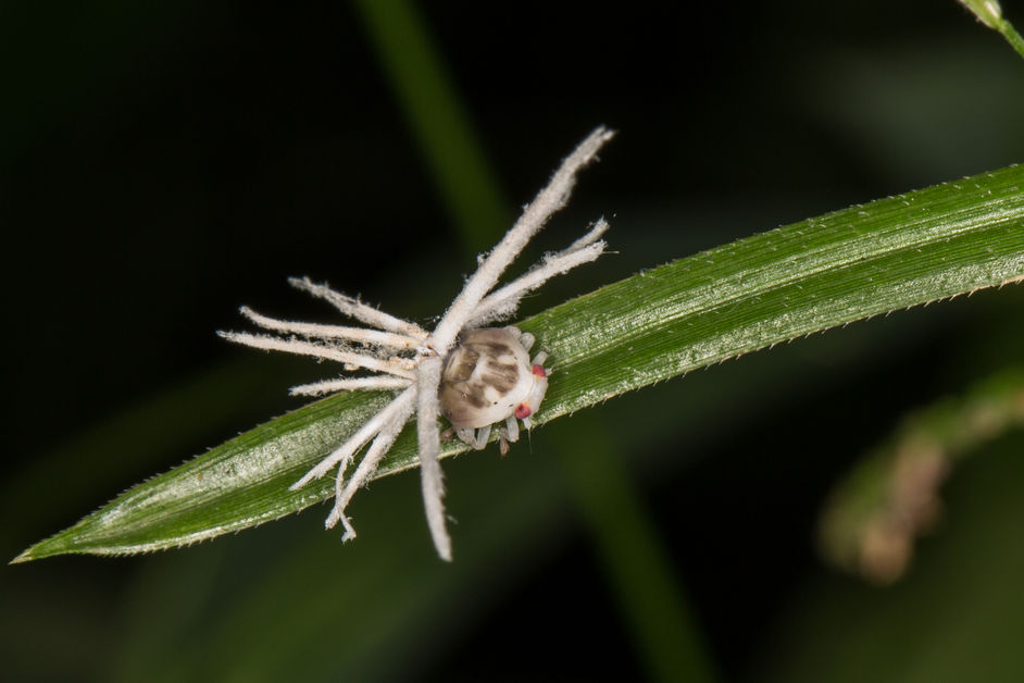 What is that weird, tiny, white spiky fungus looking insect, that shoots into the air?