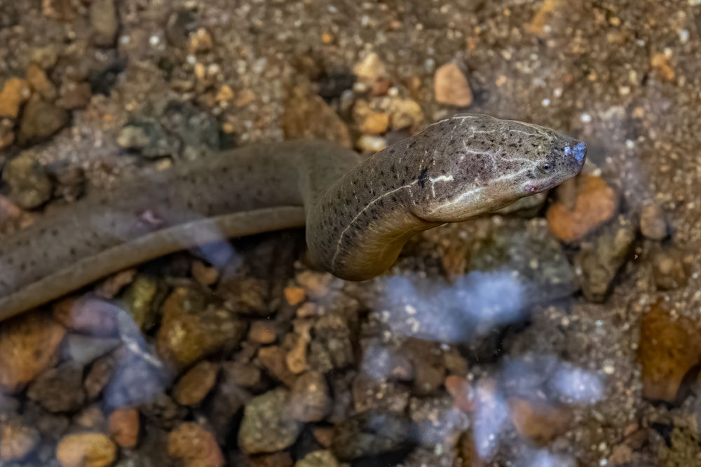 The swamp eel