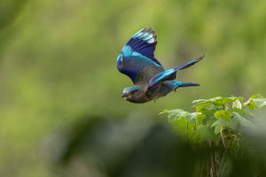 Birds of Thailand...pt 1