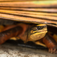 golden coin turtle