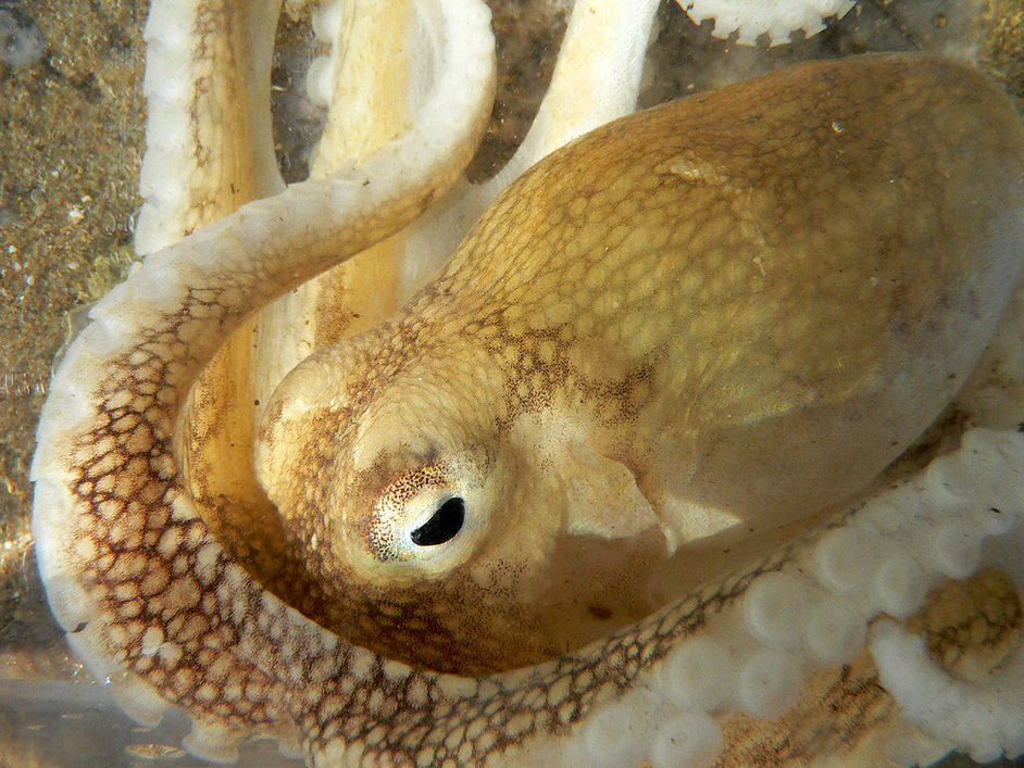 Dive, dive, dive....we go below the water for this post, and find the octopus: a soft-bodied, eight-