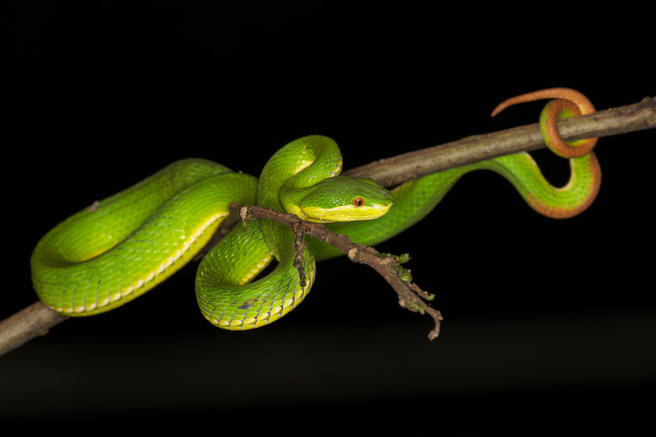 Venomous land snakes of HK part II
From the daily HK wildlife blog: www.wildcreatureshongkong.org