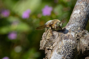 THE FANTASTIC CARPENTER BEE