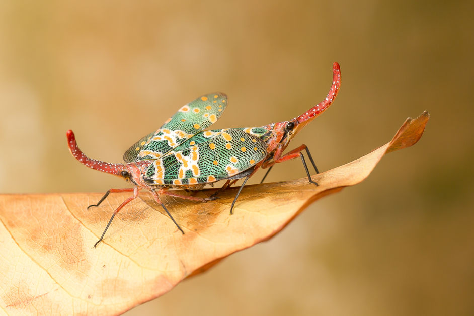 The Lantern Bug