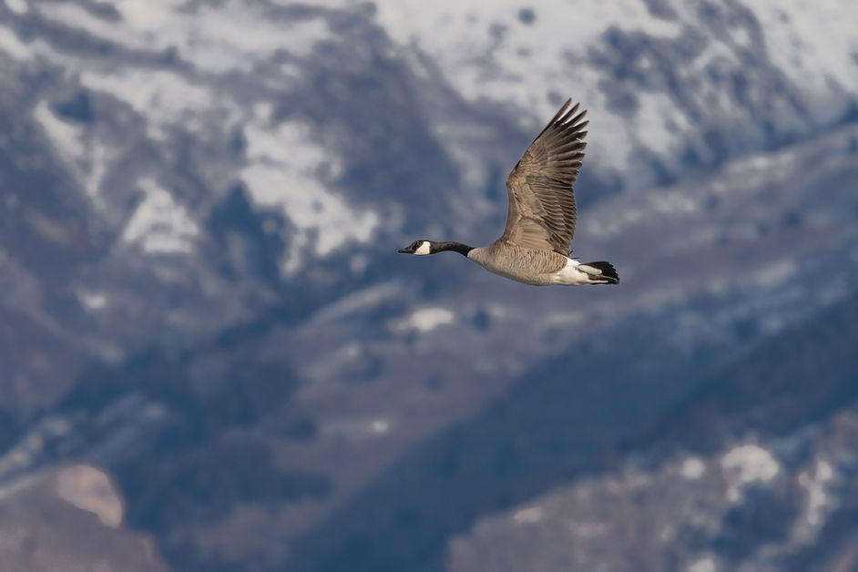 Duck, duck, Goose....