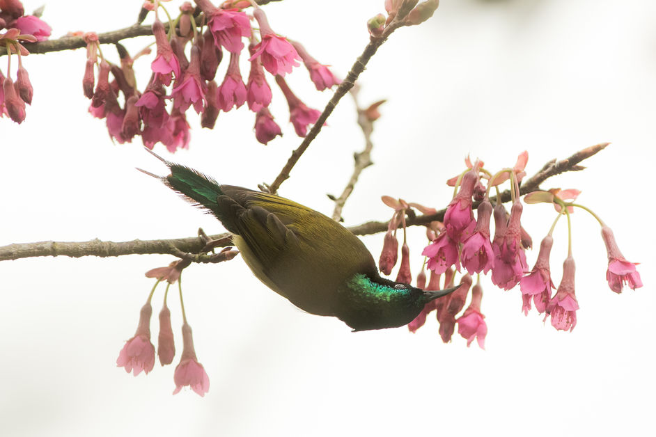 Aethopyga christinae