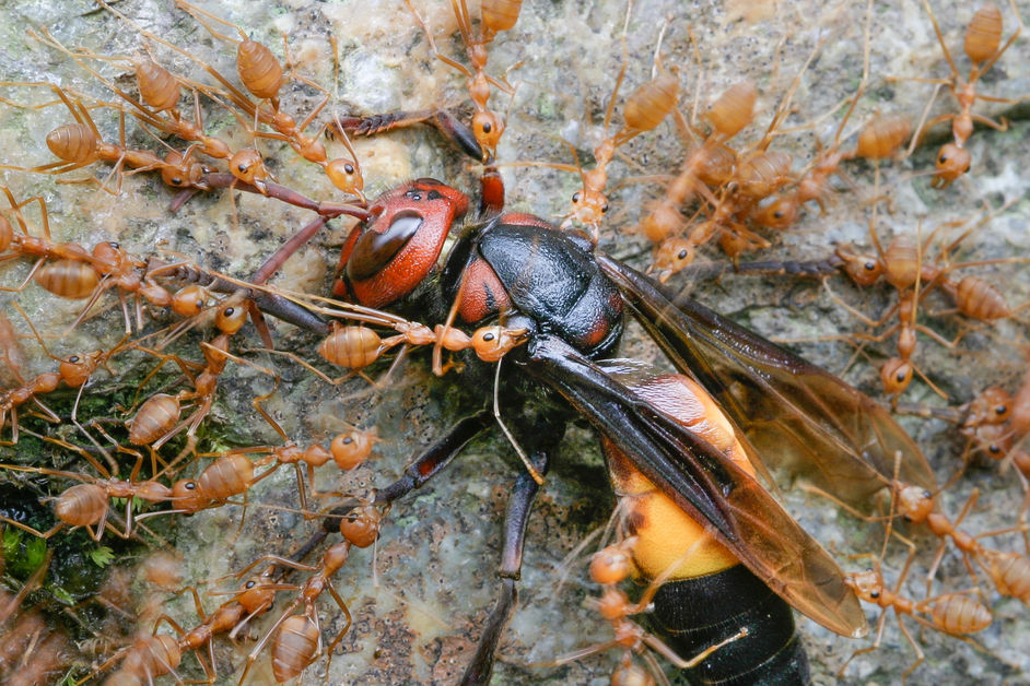 The biting ant with many names.....