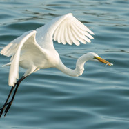 Greater Egret