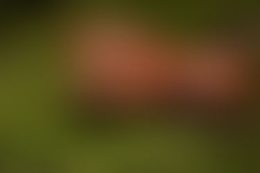 The Orange Slope Crawler