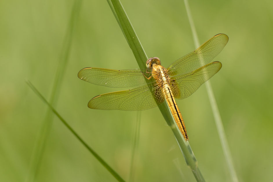 HONG KONG'S WETLAND PARK....part 2