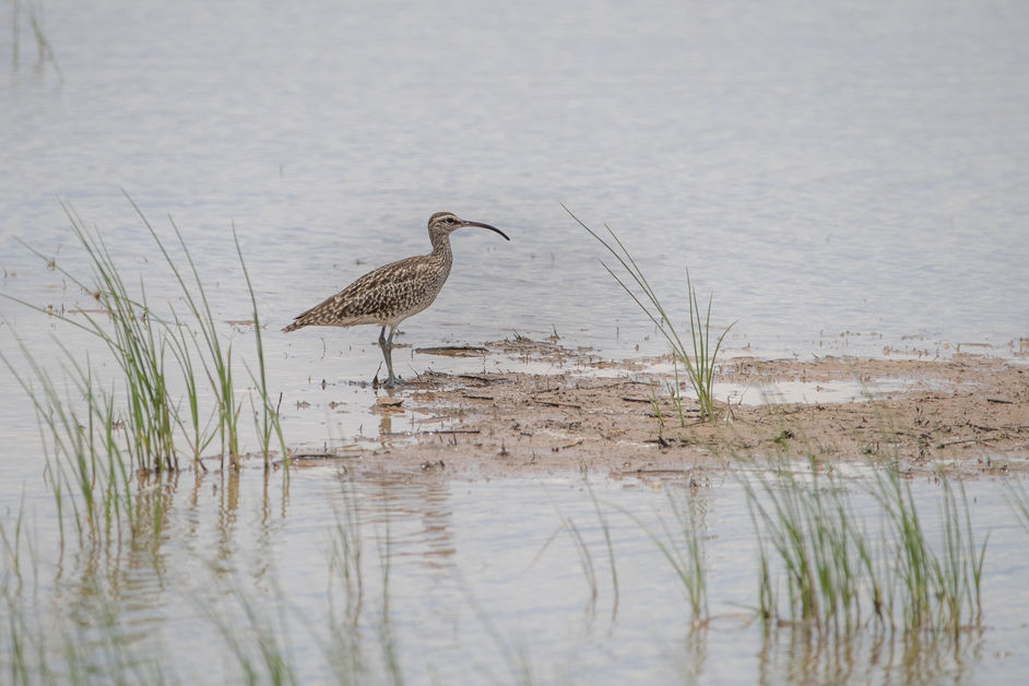 What is a Whimbrel?