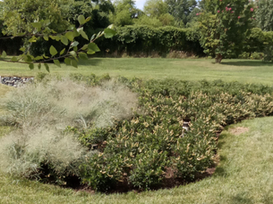 Key Steps for Seasonal Bioretention Maintenance