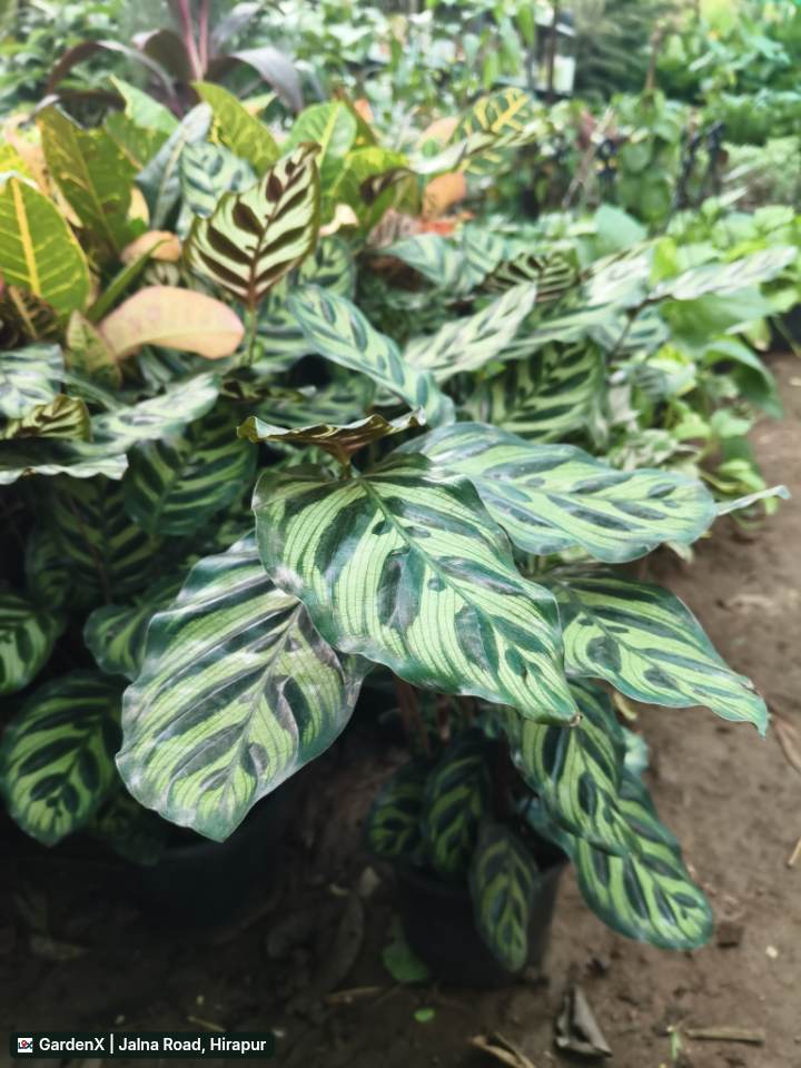 Peacock Plant (पिकॉक प्लांट) in Jalna Road, Hirapur