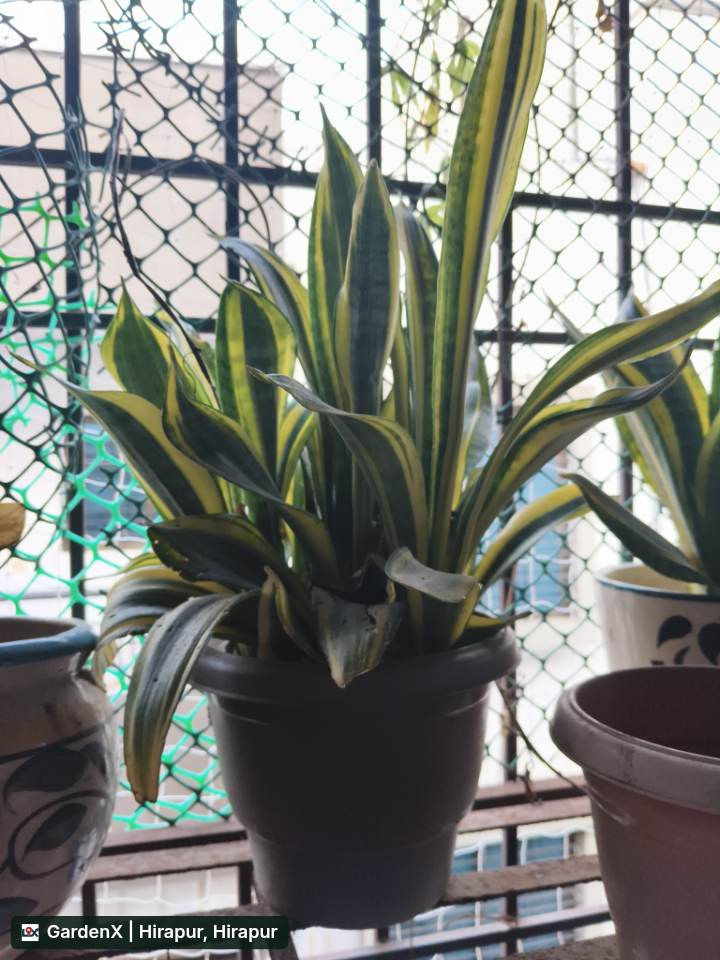 Snake Plant (सांप का पौधा) in Hirapur, Chhatrapati Sambhajinagar