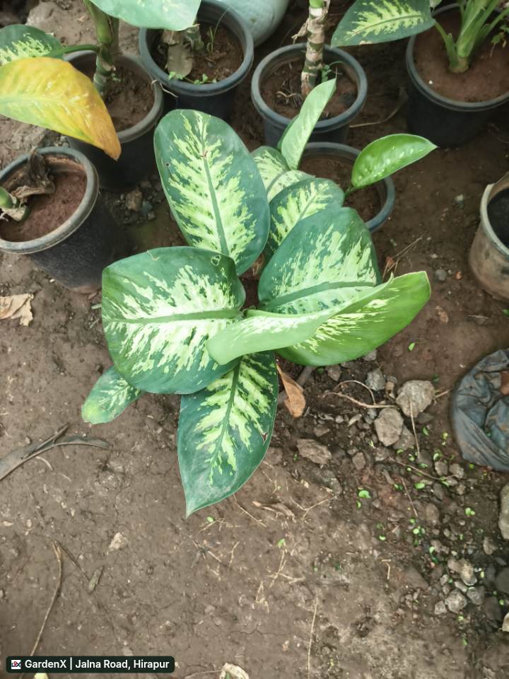 Dumb Cane Plant (डिफेन्बाकिया) in Jalna Road, Hirapur