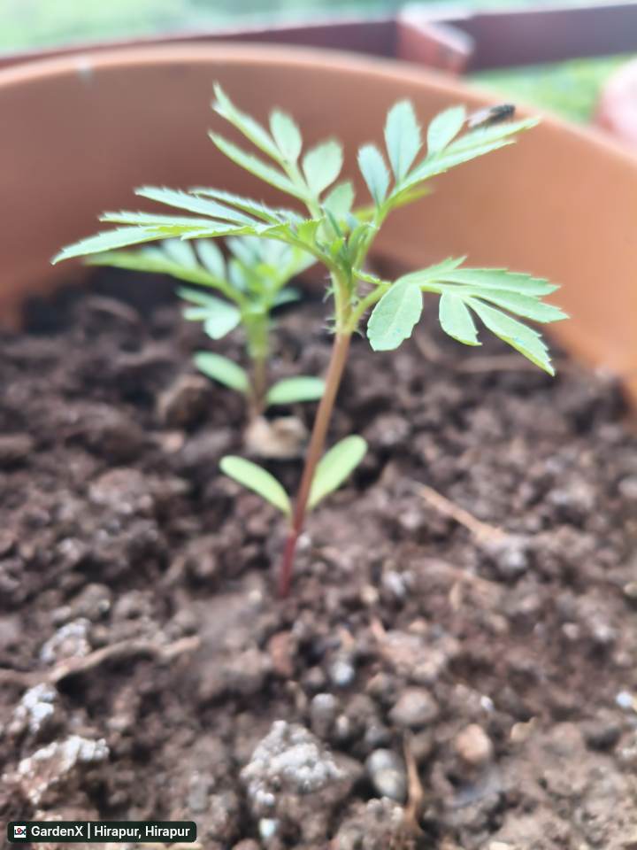 Marigold Sapling (गेंदा) in Hirapur, Hirapur