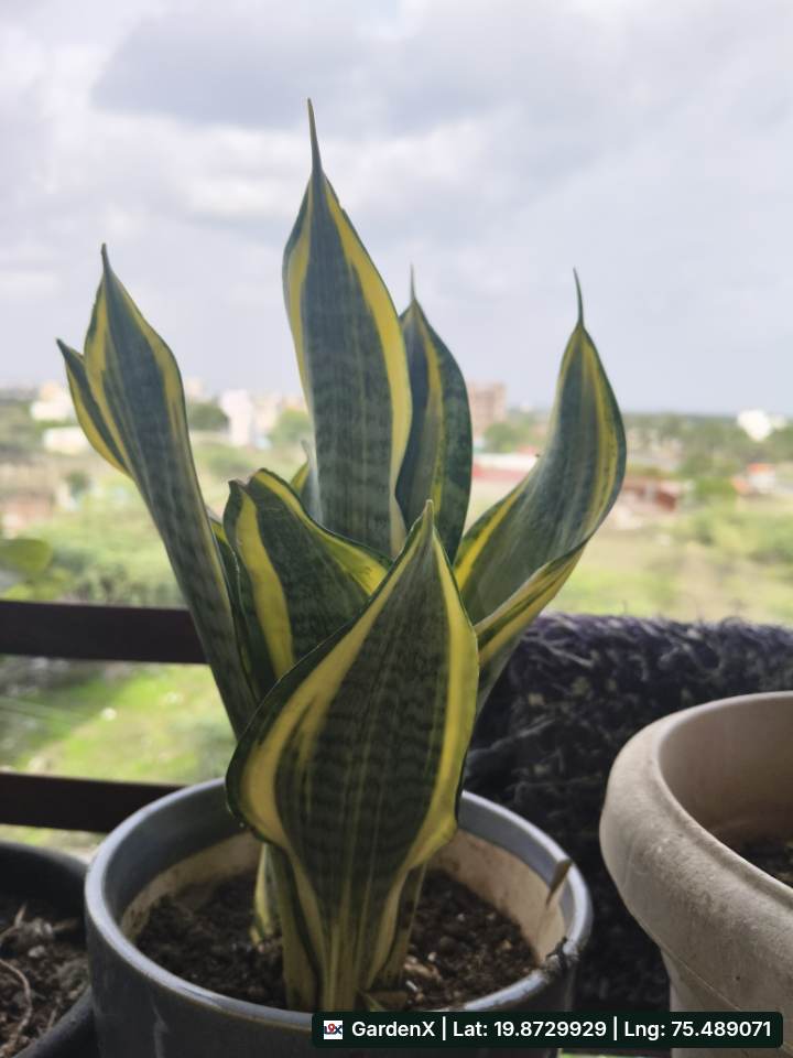 Snake Plant (सांप का पौधा) for sale in Hirapur