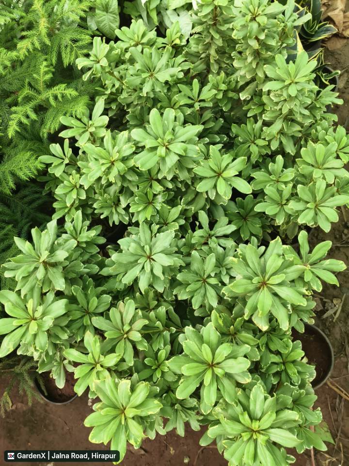 Mock Orange Variegated (मॉक ऑरेंज) in Jalna Road, Hirapur