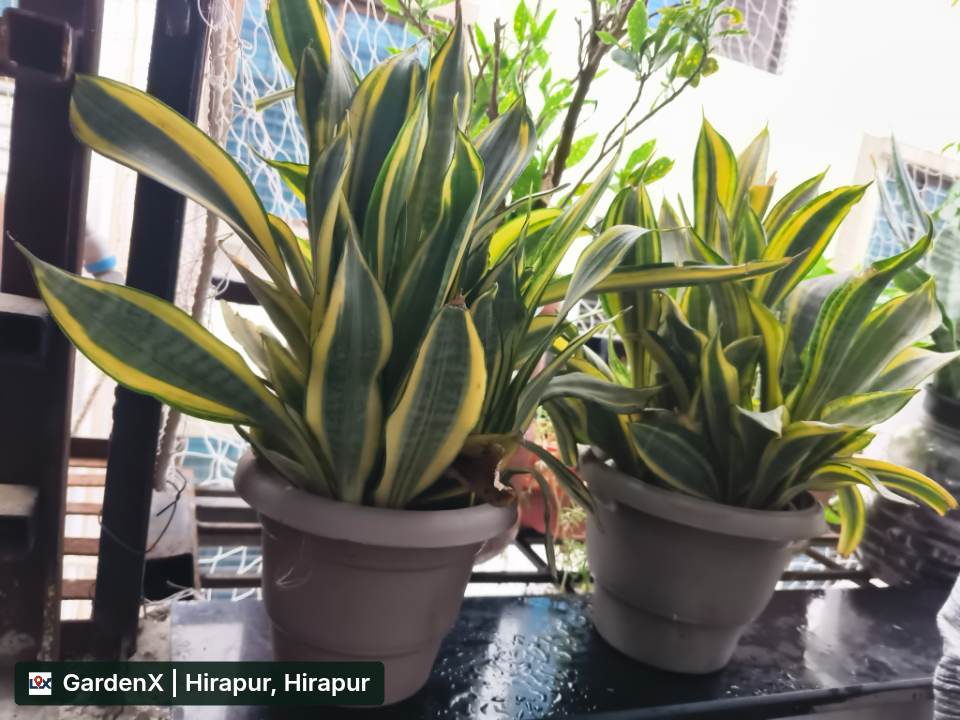 Snake Plant (साप की पत्ती) in Hirapur, Aurangabad