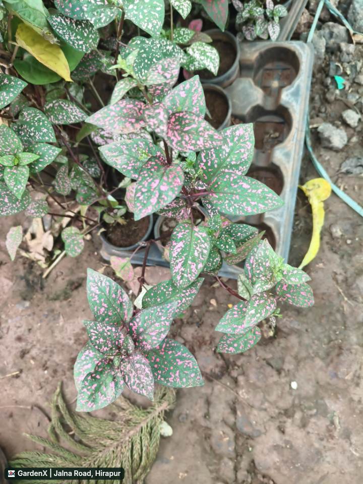 Polka Dot Plant (पोलका डॉट प्लांट) in Jalna Road, Hirapur
