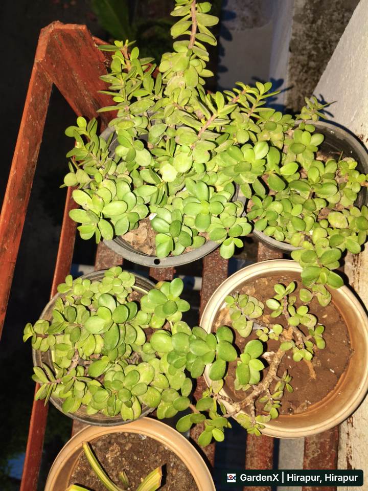 Jade Plant (जेड प्लांट) for sale in Hirapur