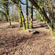Woodland bench