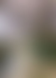 Shirako River Blossoms