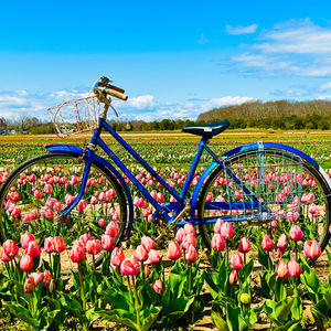 Ride Through the Tulips