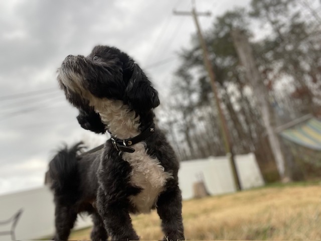 Dog walked by ONYX PetCare in Laurel, MD, photo 6