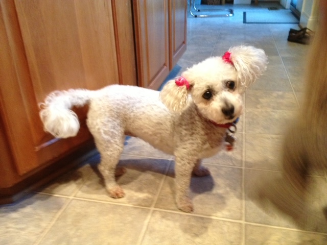 Dog walked by ONYX PetCare in Laurel, MD, photo 3