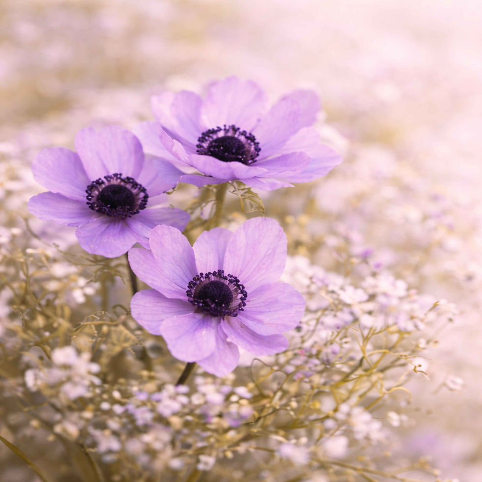 Anemonen als Blumen bei der Trauerfeier und Symbol fuer Hoffnung und Vergaenglichkeit