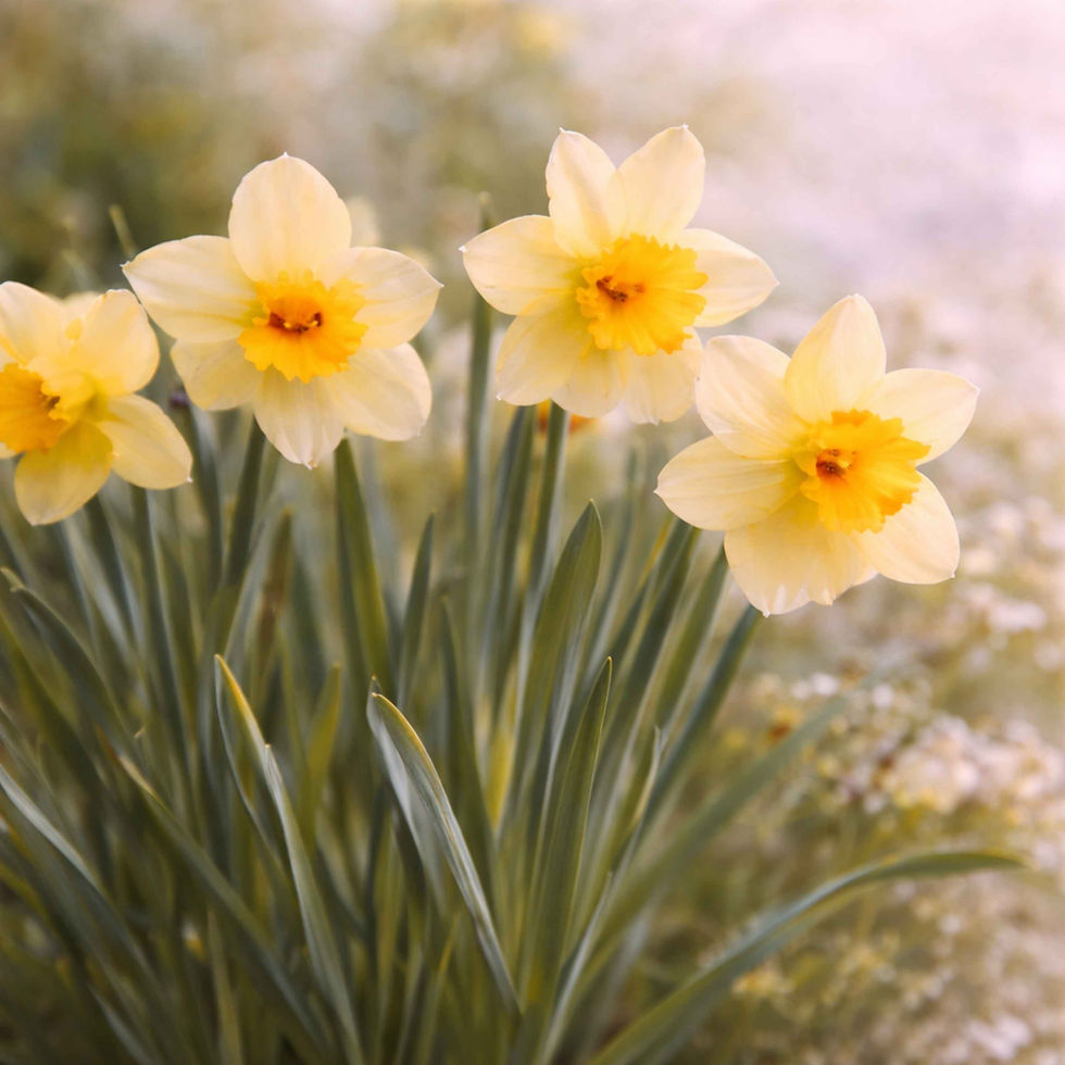 Narzissen als Blumen bei der Trauerfeier mit heller und lebensbejahender Wirkung