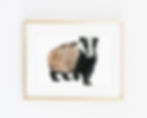 Watercolour painting of a badger in a golf frame with white mount hung on a white wall
