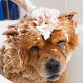 lavage