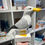 Thumbnail: Sammy the Seagull on Plinth