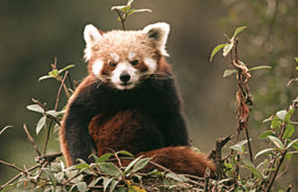 red panda wwf_edited.jpg