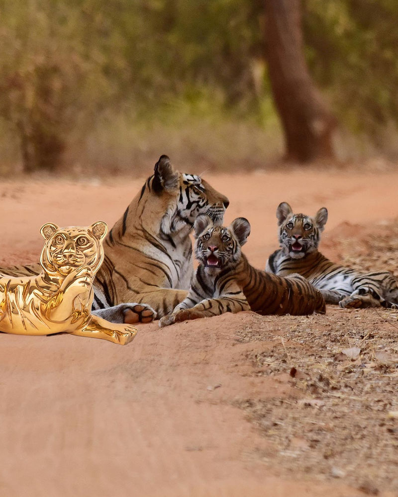 Tigresa de oro entre tigres reales descansando en la tierra