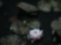 ree