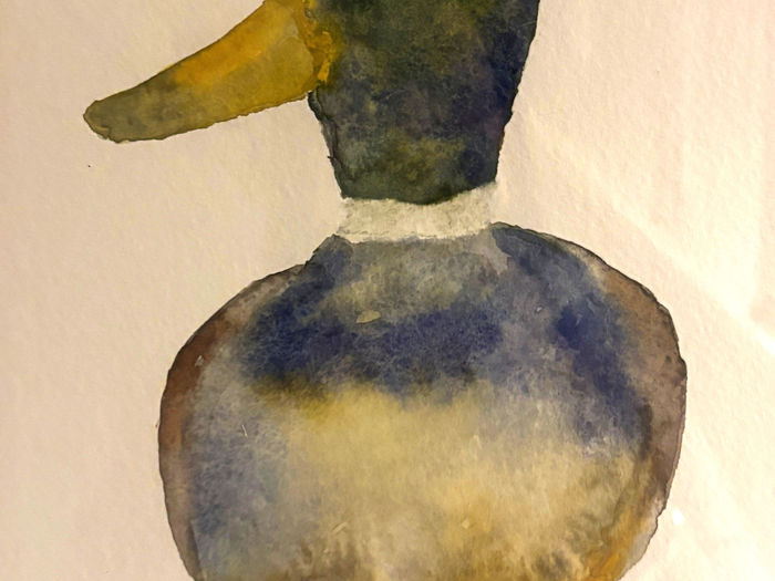 Watercolour duck