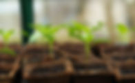 Garden Plants by GreenPeace 2.jpg