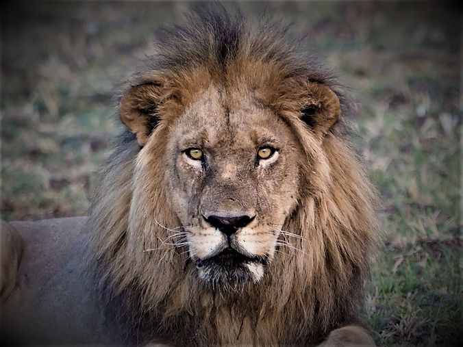 Lion #2.jpg