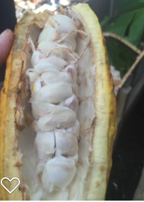Open Cacao Pod with Seeds 