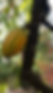 cacao pod on tree