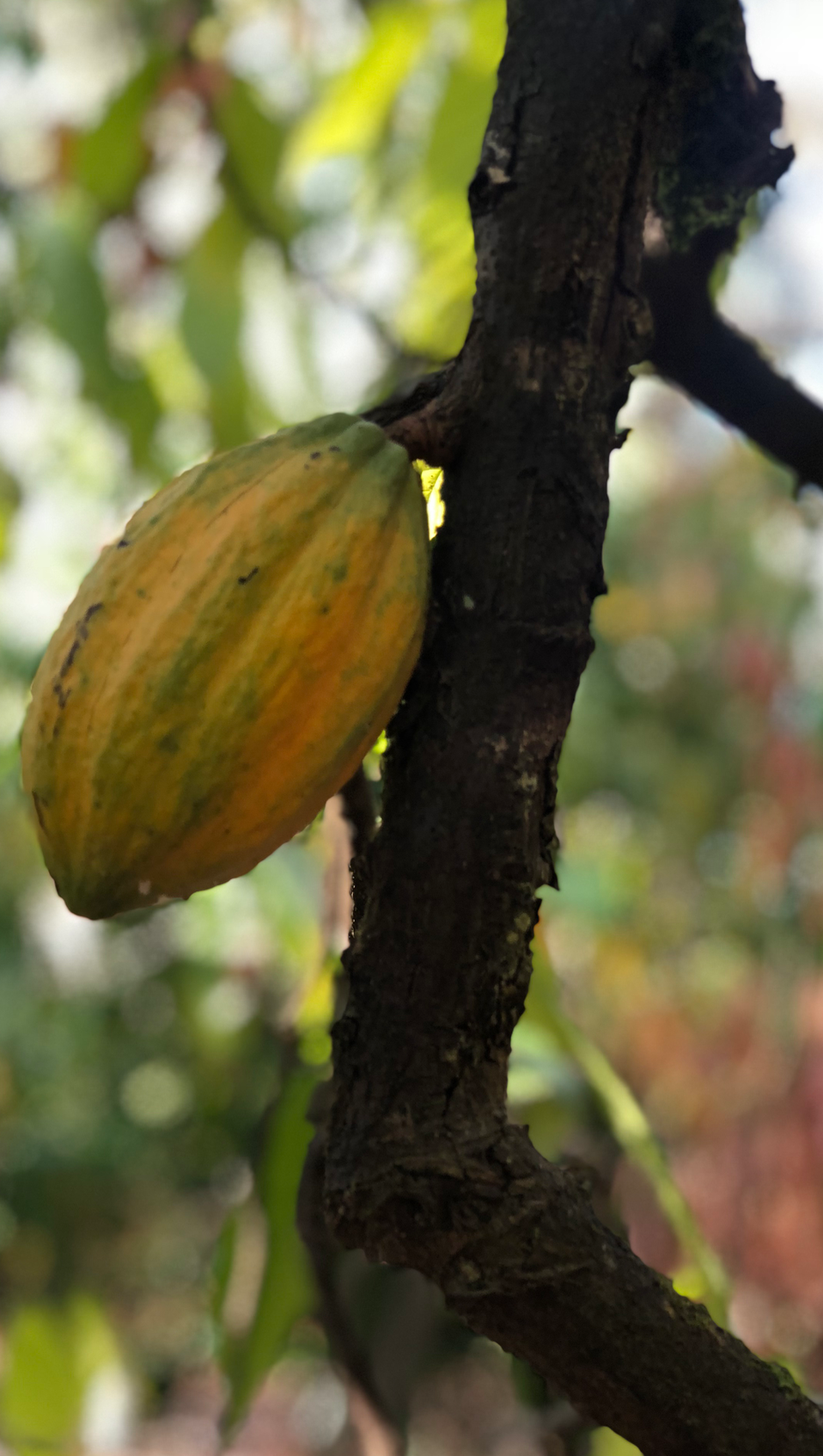 cacao pod on tree