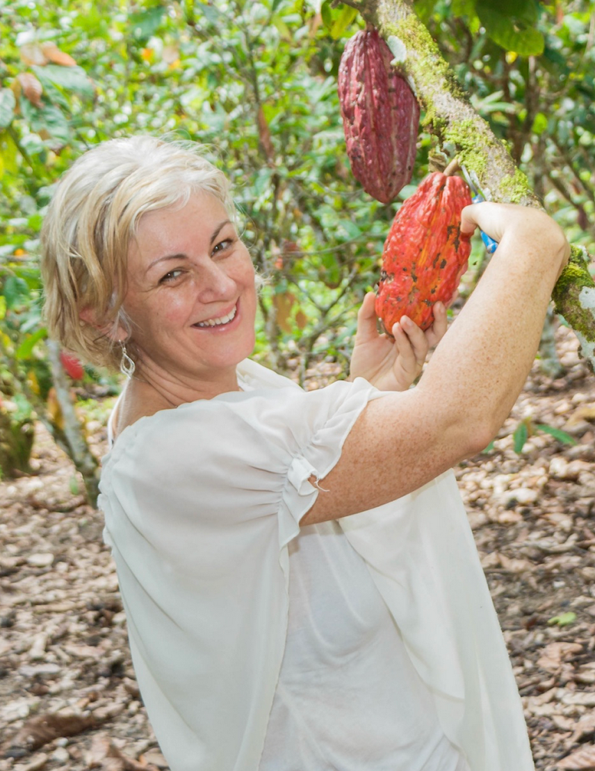 fresh cacao on the tree