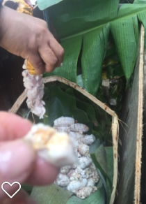 White Criollo
