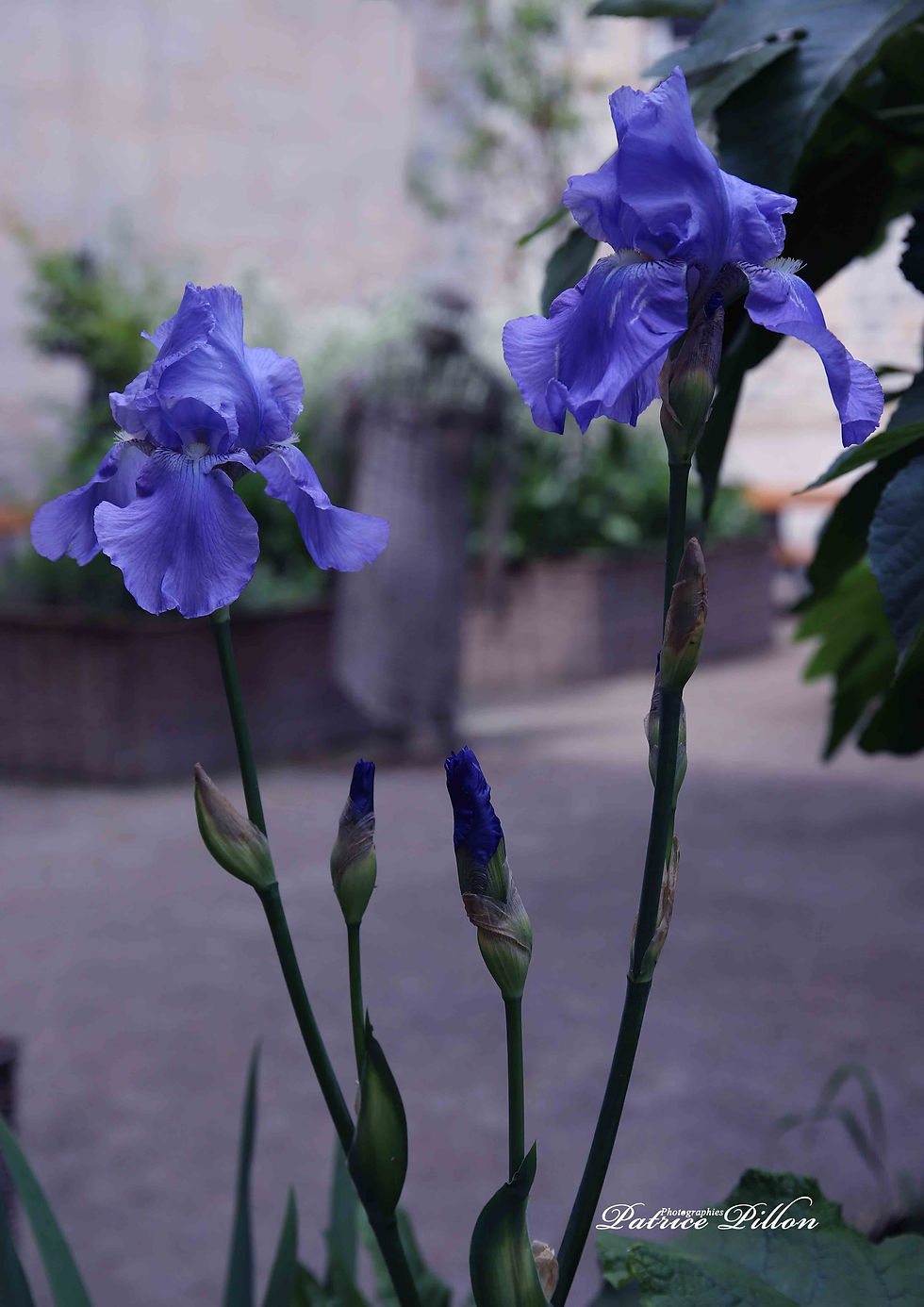 Iris Bleus, Jardin de la Basilique