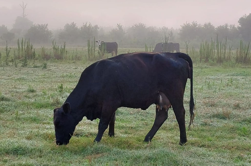 Cow standing and eating after severe bloat