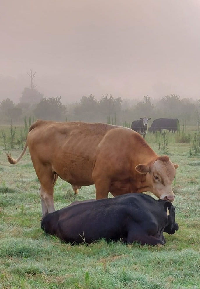 Bull checking on cow