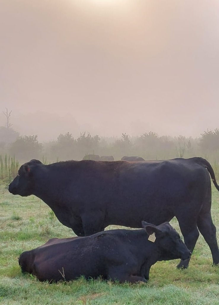 Bull checking on cow